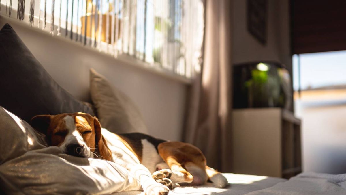 Enriquecimiento ambiental: menos movimiento, más estímulo