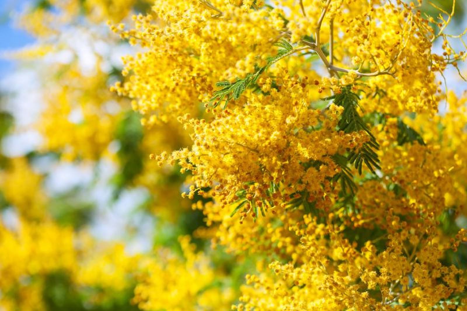 Acacia dealbata. Acacia dealbata.