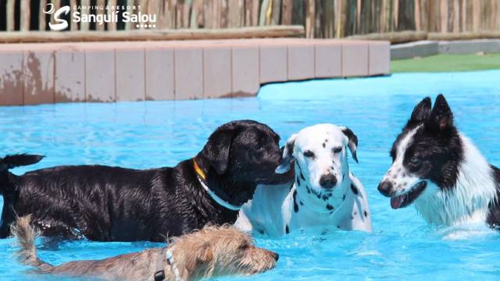 Camping dogfriendly admite mascotas Sanguli Salou Tarragona Dog Pool Camping dogfriendly admite mascotas Sanguli Salou Tarragona Dog Pool
