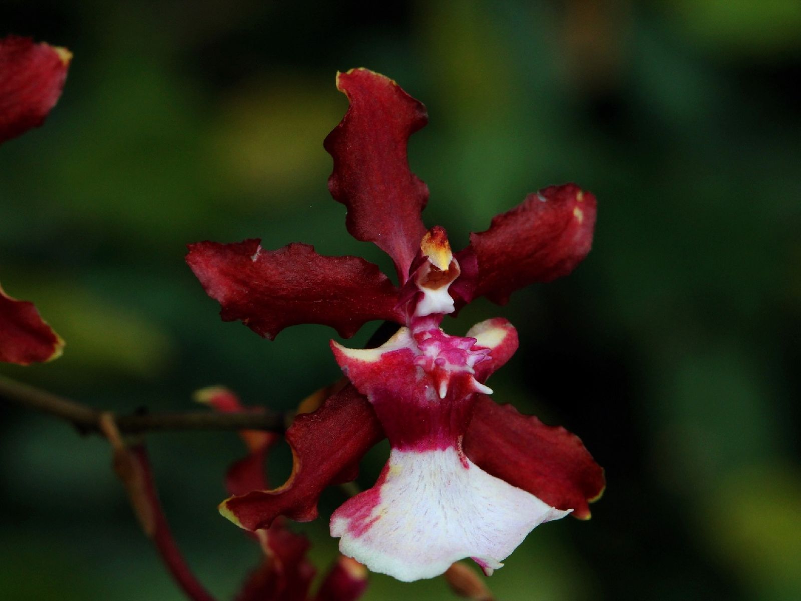 Sus pequeñas flores son rojas, marrones y rosadas