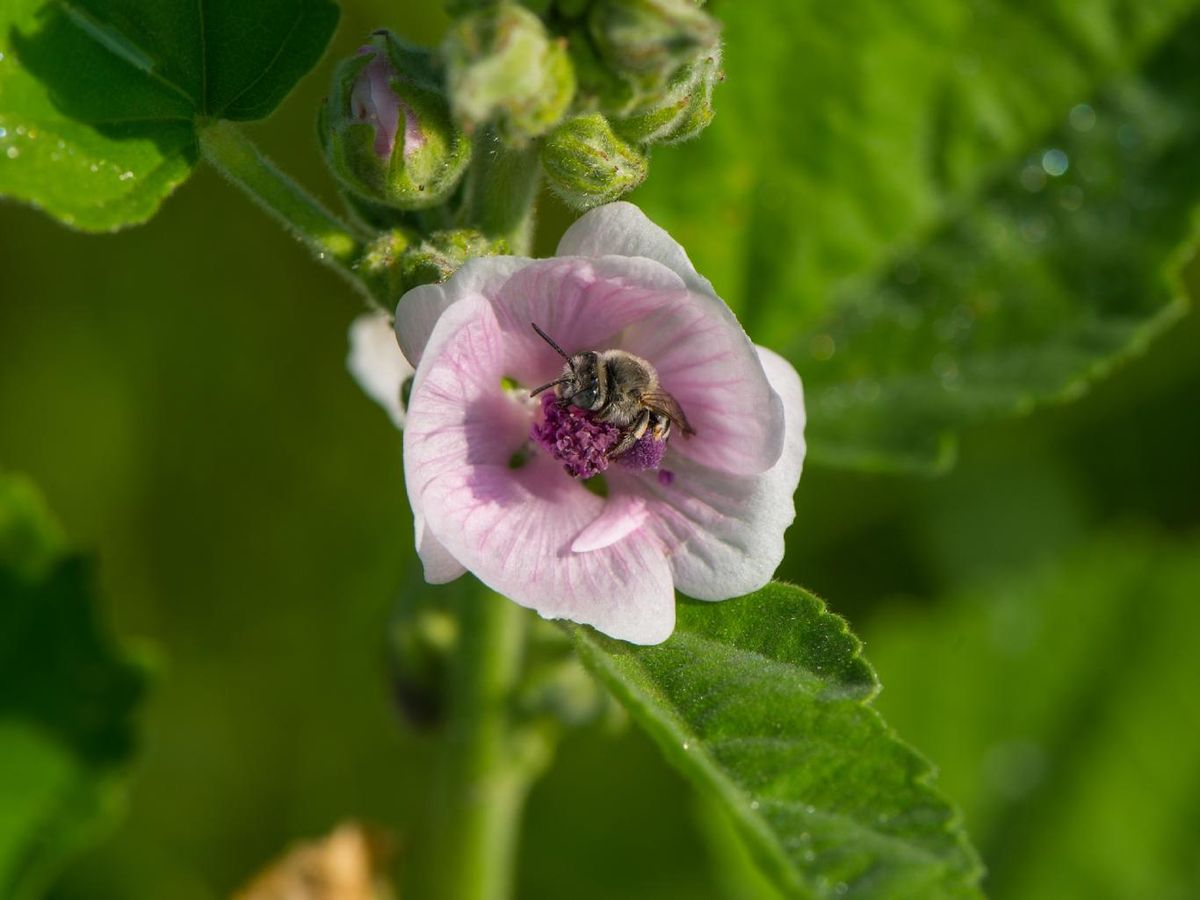 La malva real es muy beneficiosa para la polinización.