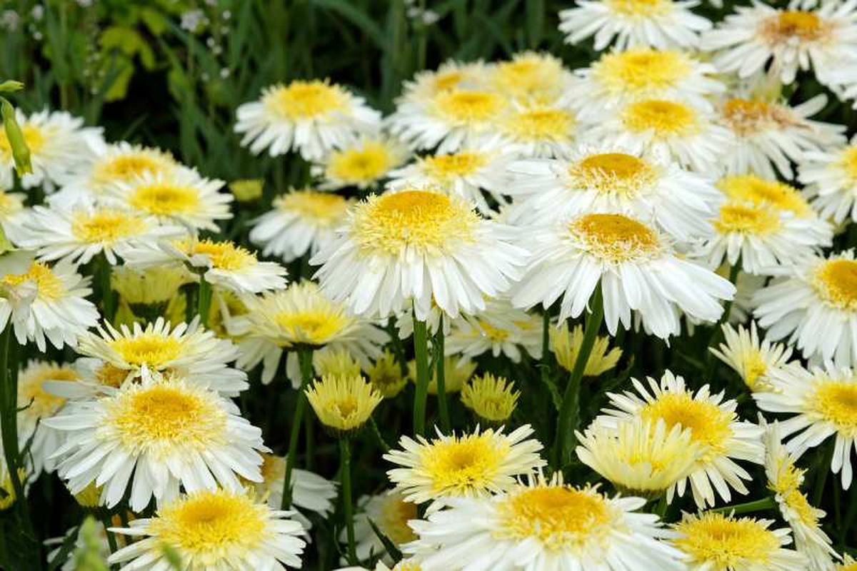 Leucanthemum × superbum