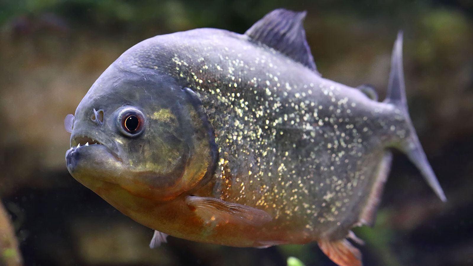 peces omnivoros peces omnivoros