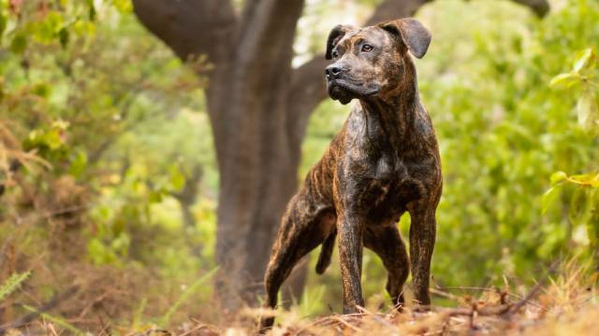 perro alano español