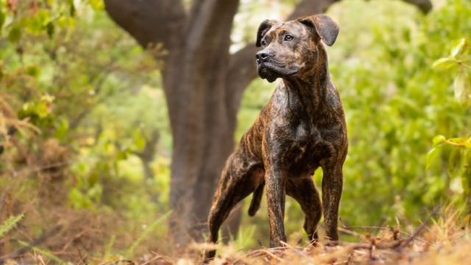 perro alano español perro alano español