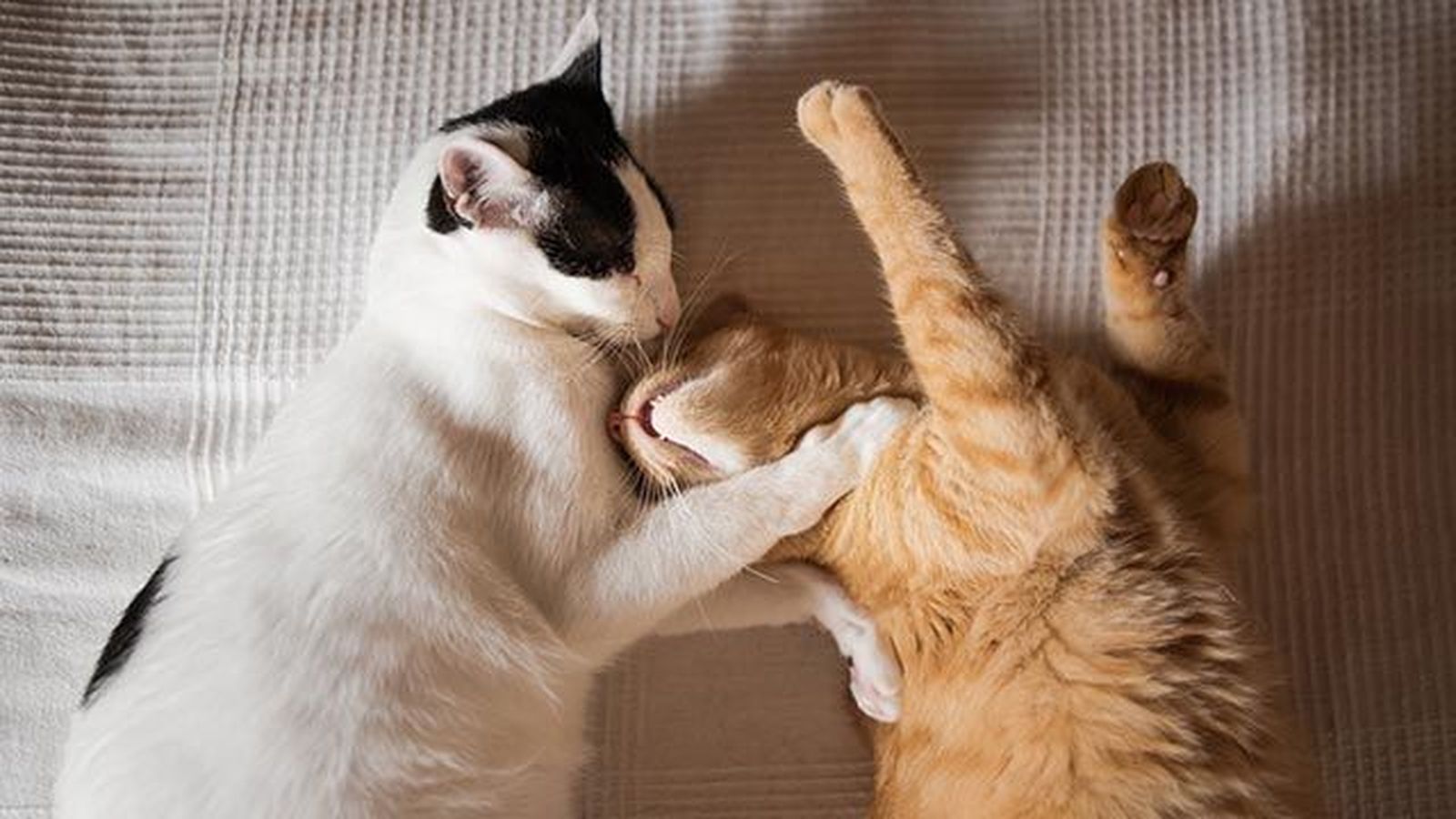 gatos mimososo gatos mimososo