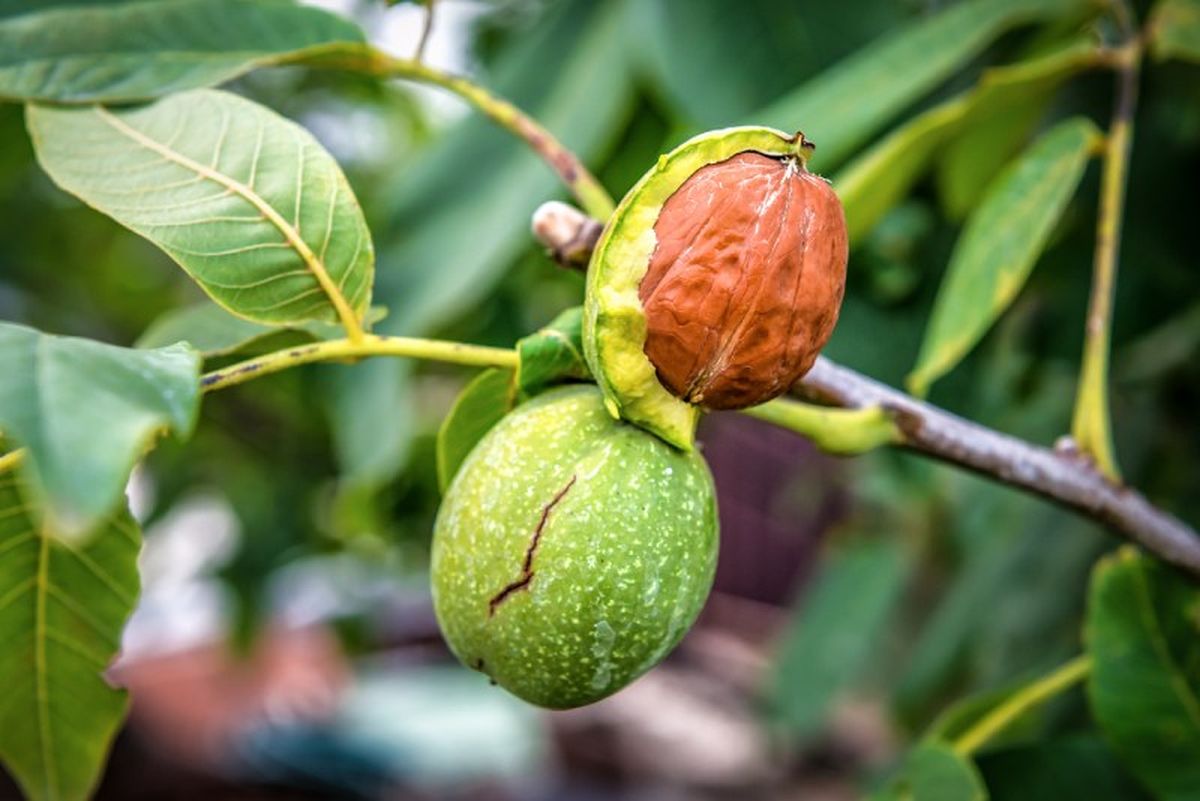 Revisa el árbol y comprueba que no presenta síntomas de infección.