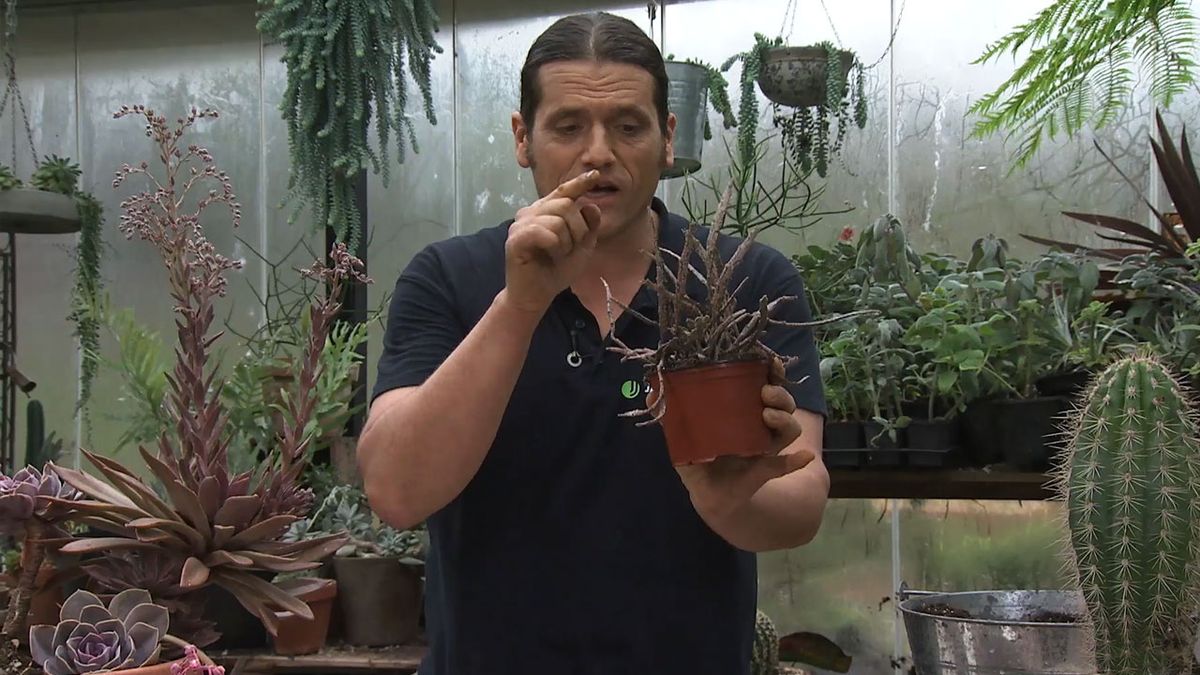 deco 766 jardin plantas crasas marrones euphorbia