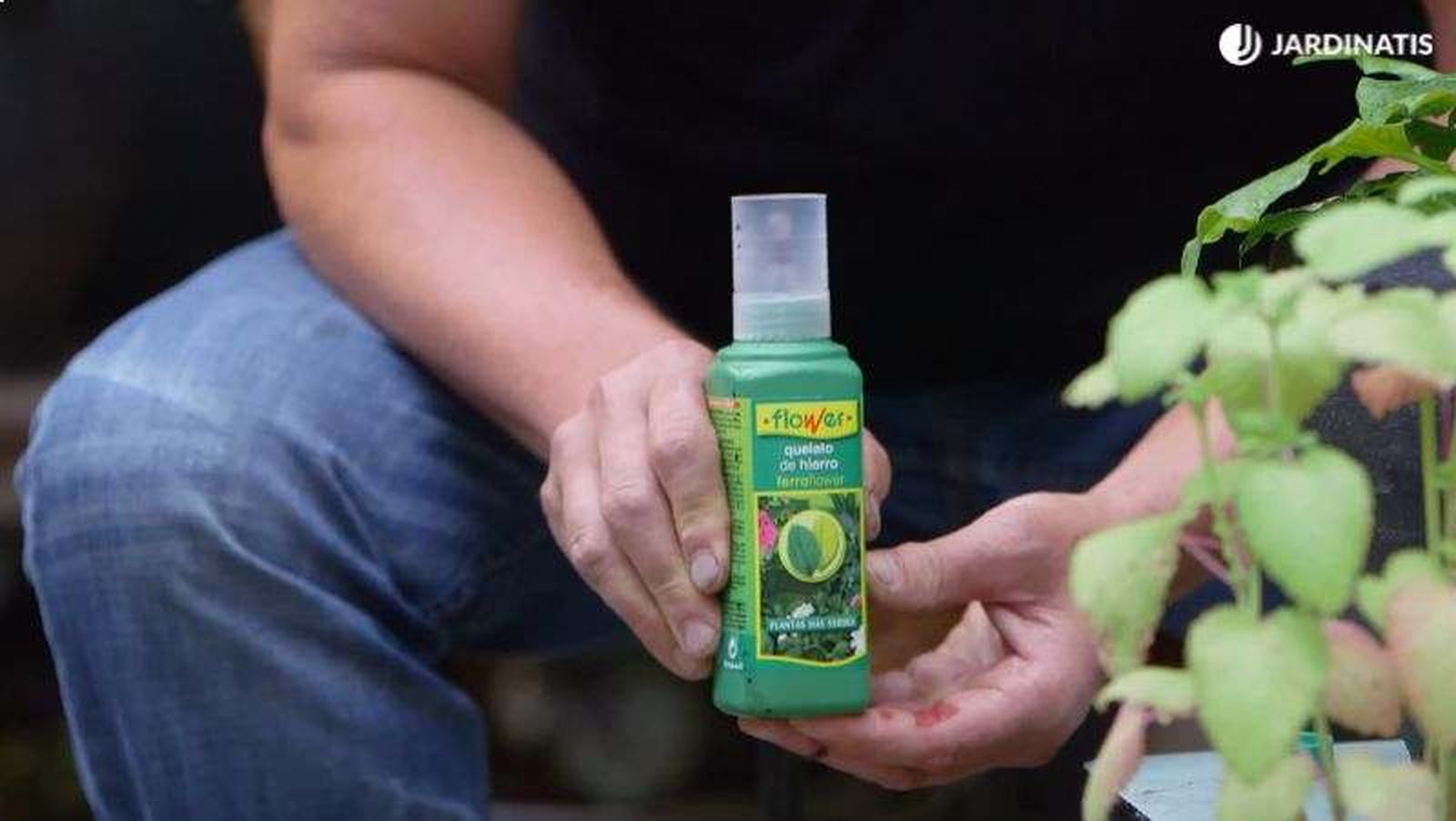 El sulfato de hierro es muy efectivo para combatir la clorosis férrica El sulfato de hierro es muy efectivo para combatir la clorosis férrica