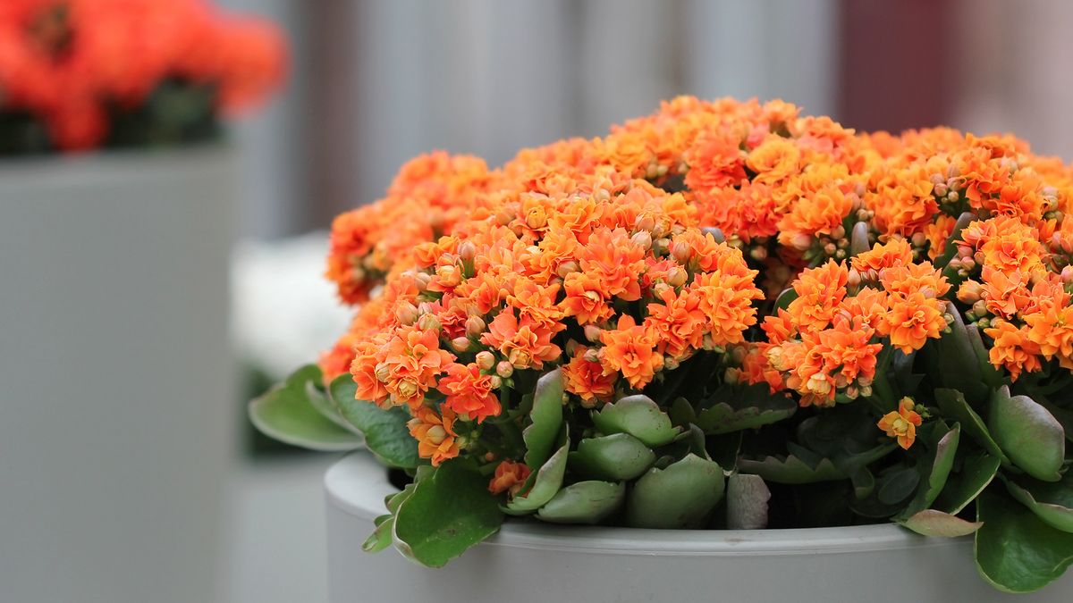 kalanchoe naranja