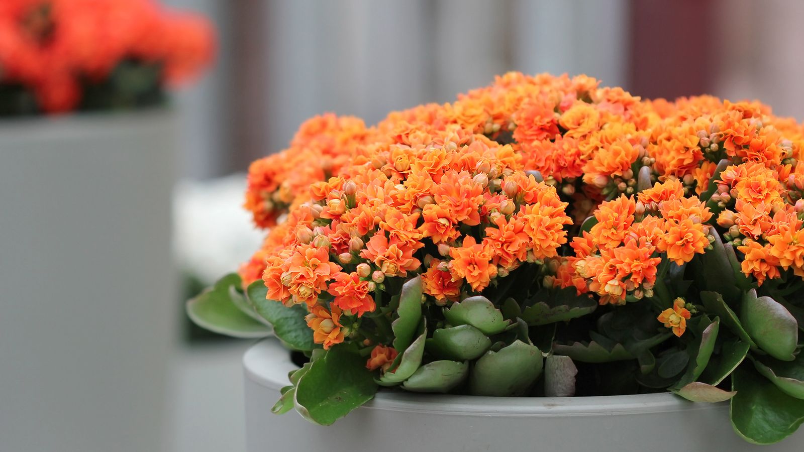 kalanchoe naranja kalanchoe naranja