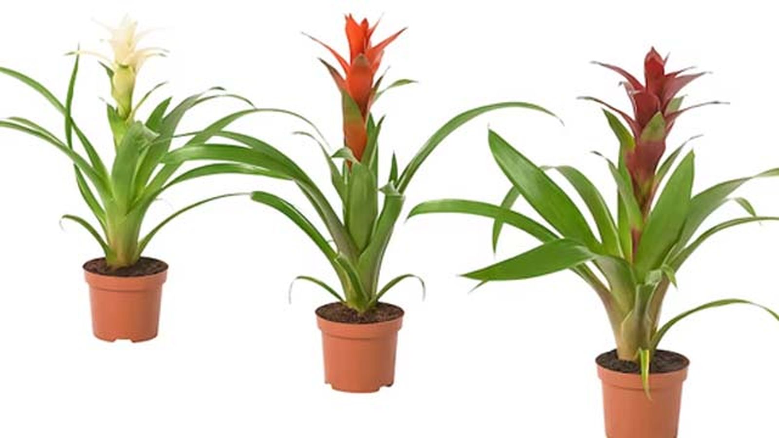 guzmania ikea guzmania ikea
