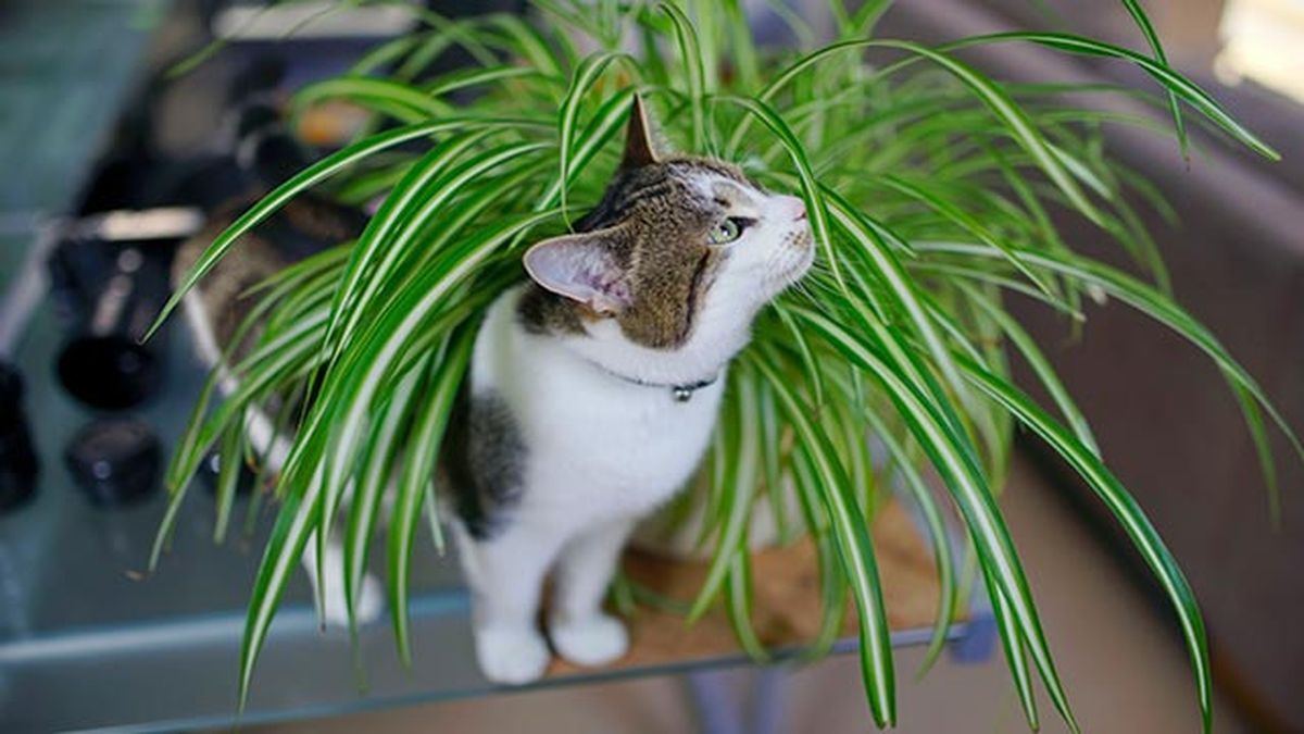 gato con planta