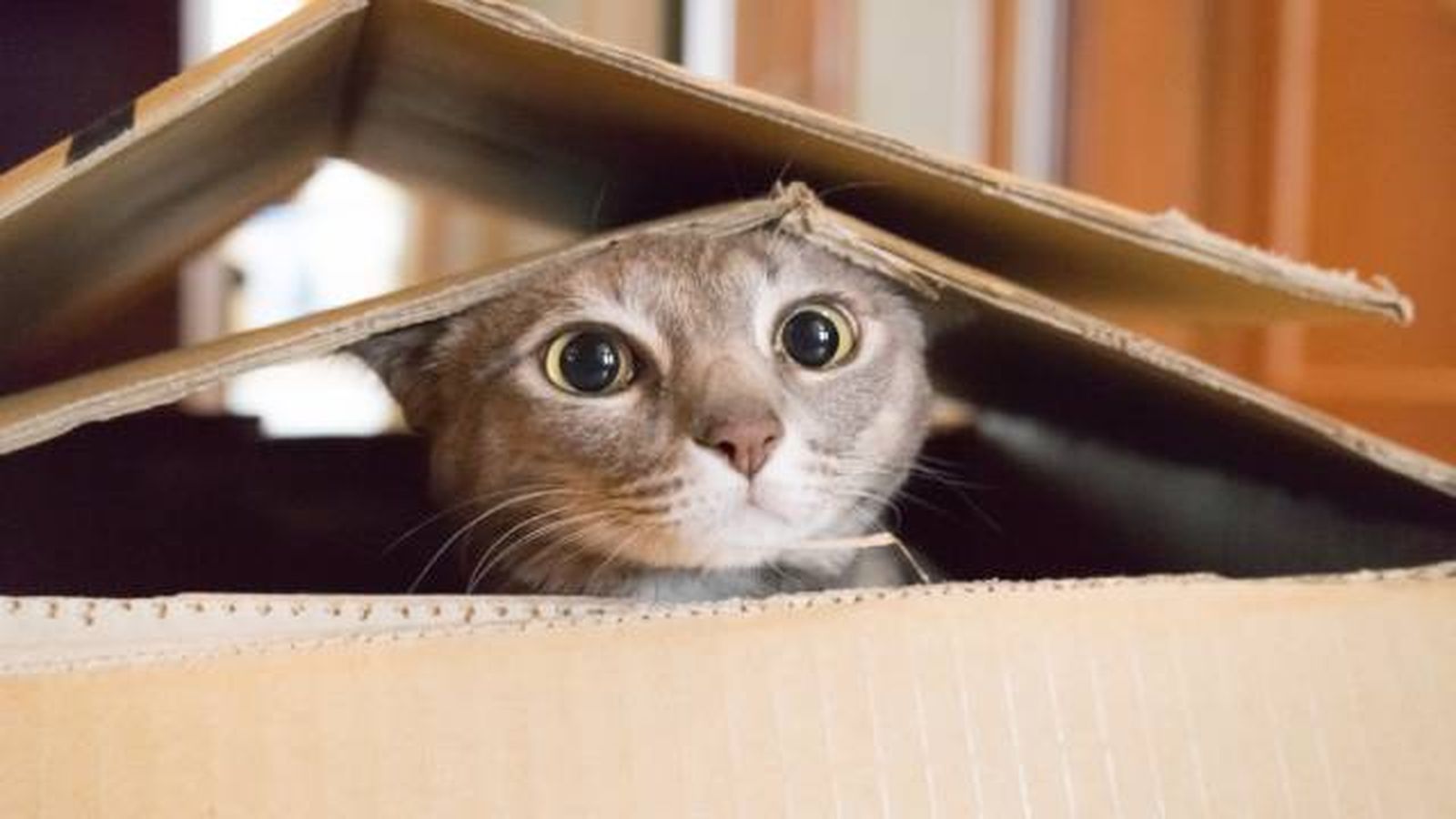 gato (1) gato (1)