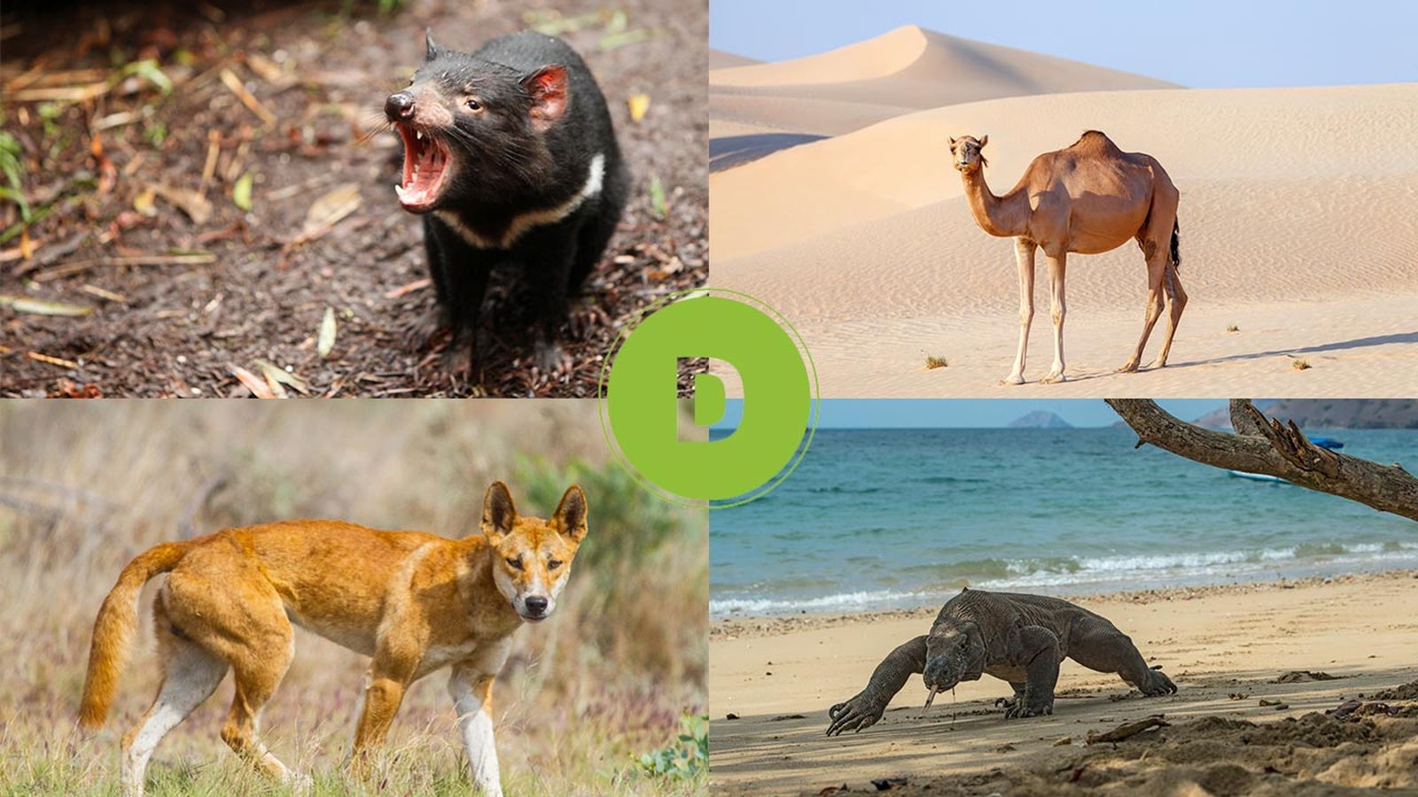 animales que empiezan por d