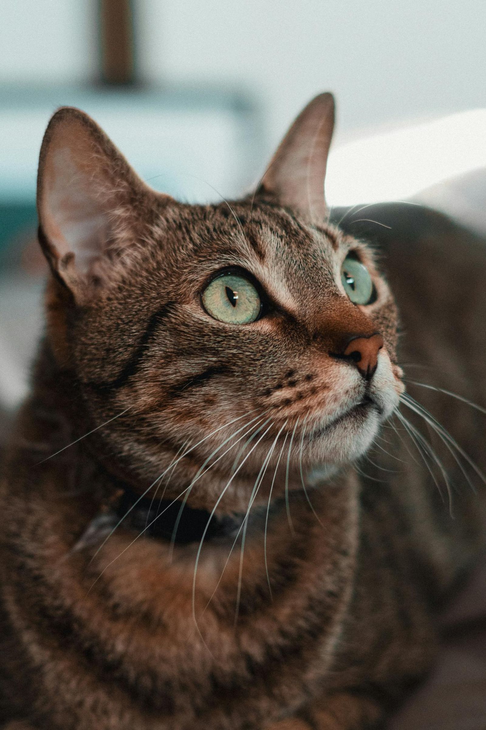 Gato atento reclamando atención. Gato atento reclamando atención.