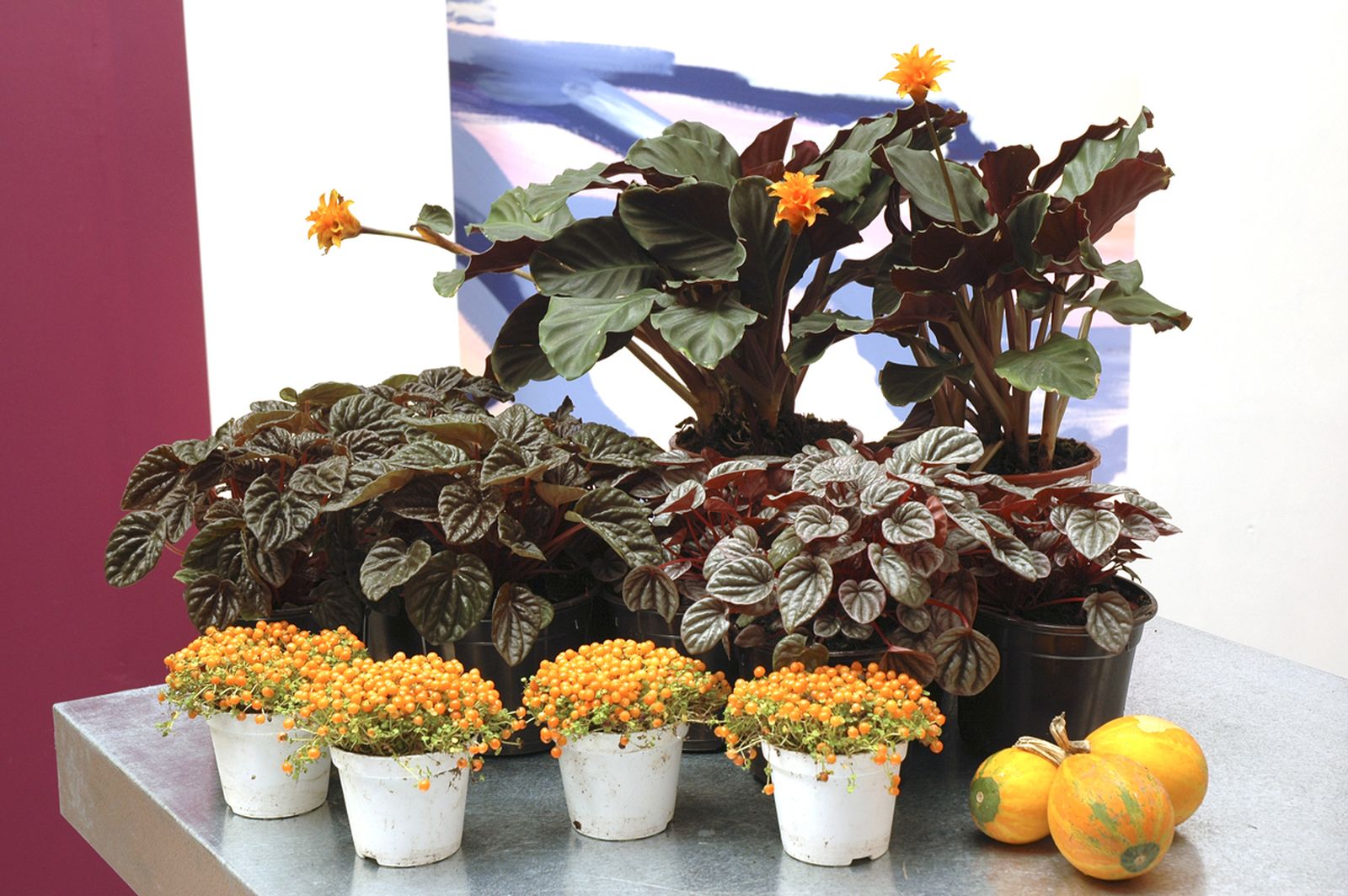 70204 plantas