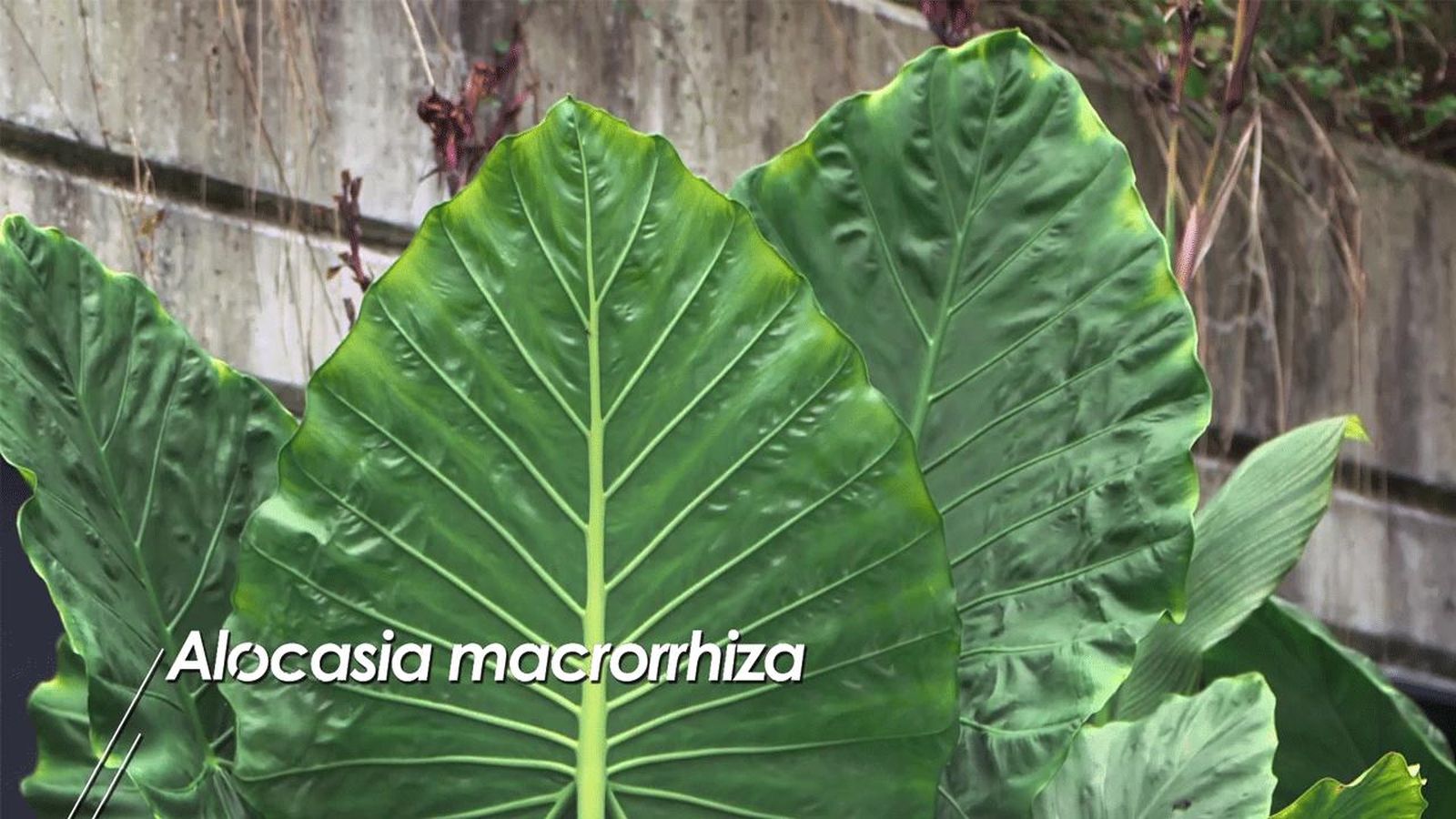 brico 1008 alocasias macrorrhiza brico 1008 alocasias macrorrhiza