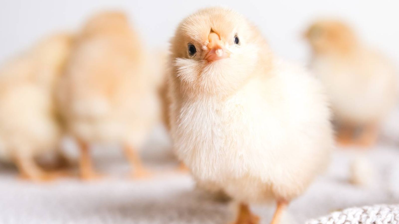 ¿Qué temperatura necesita un pollito? ¿Qué temperatura necesita un pollito?