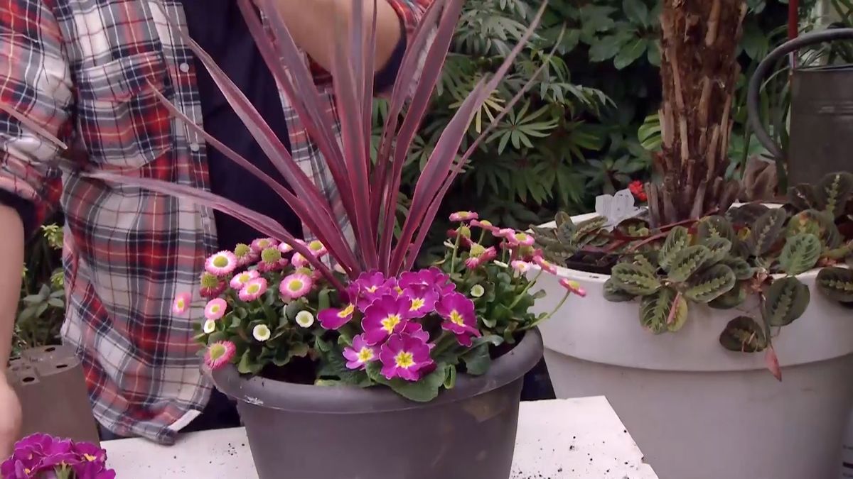 deco 682 cordyline australis composicion