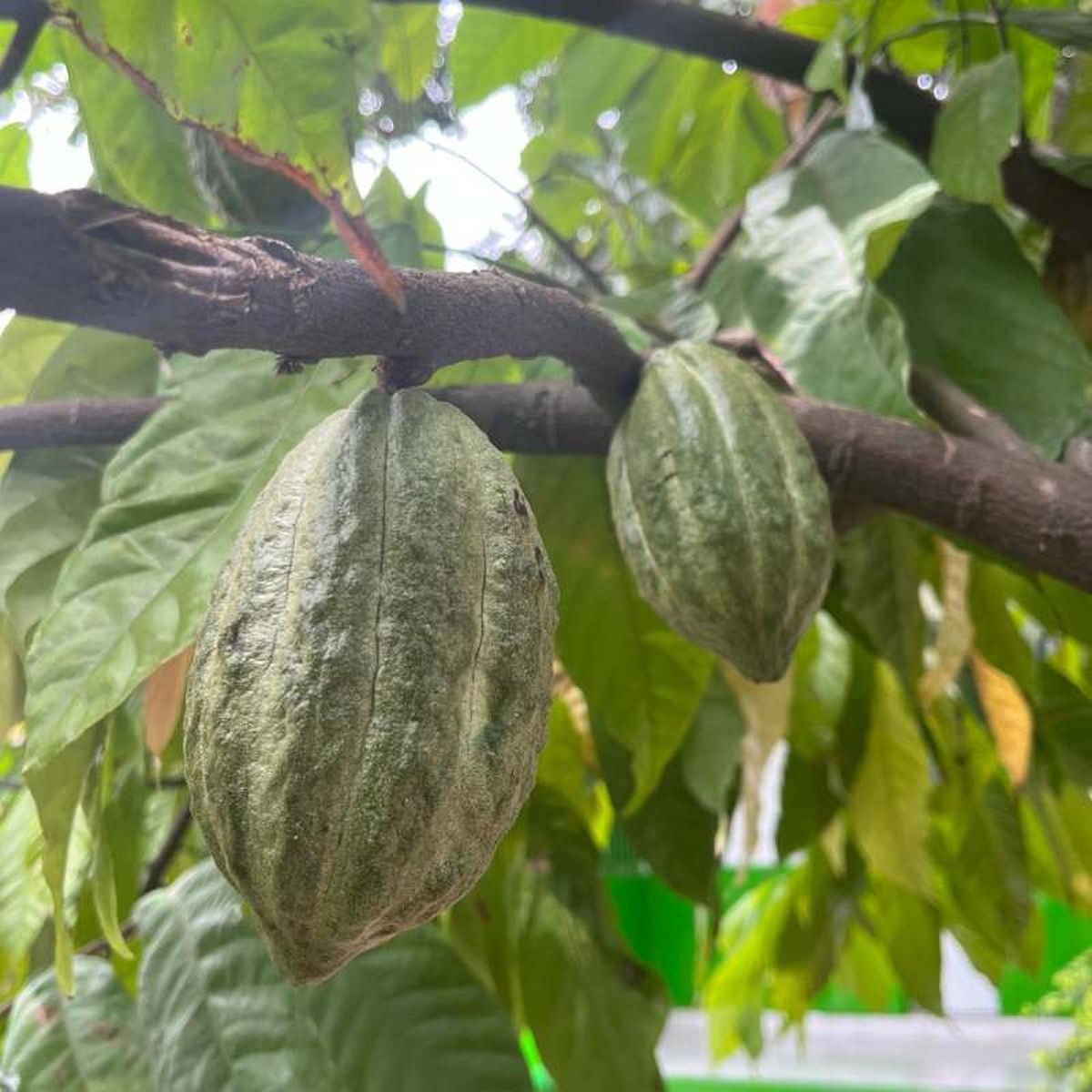 Las mazorcas de cacao contienen las habas con las que se elaborará el chocolate