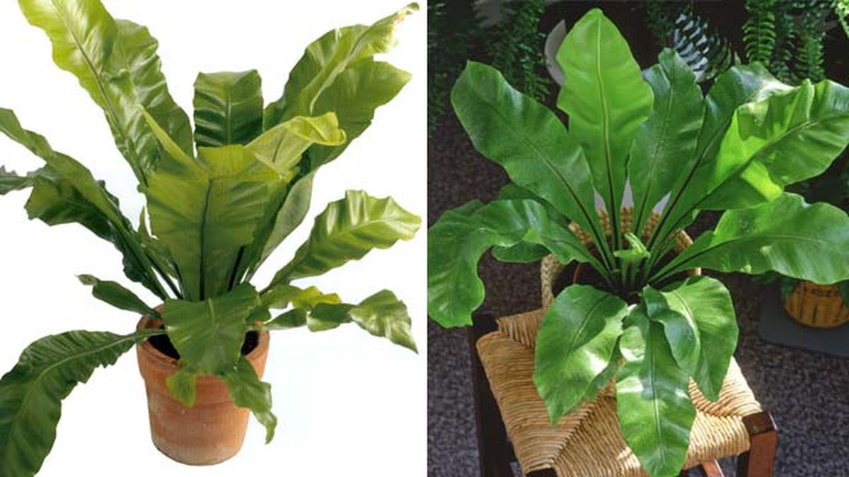 Helecho nido de ave.