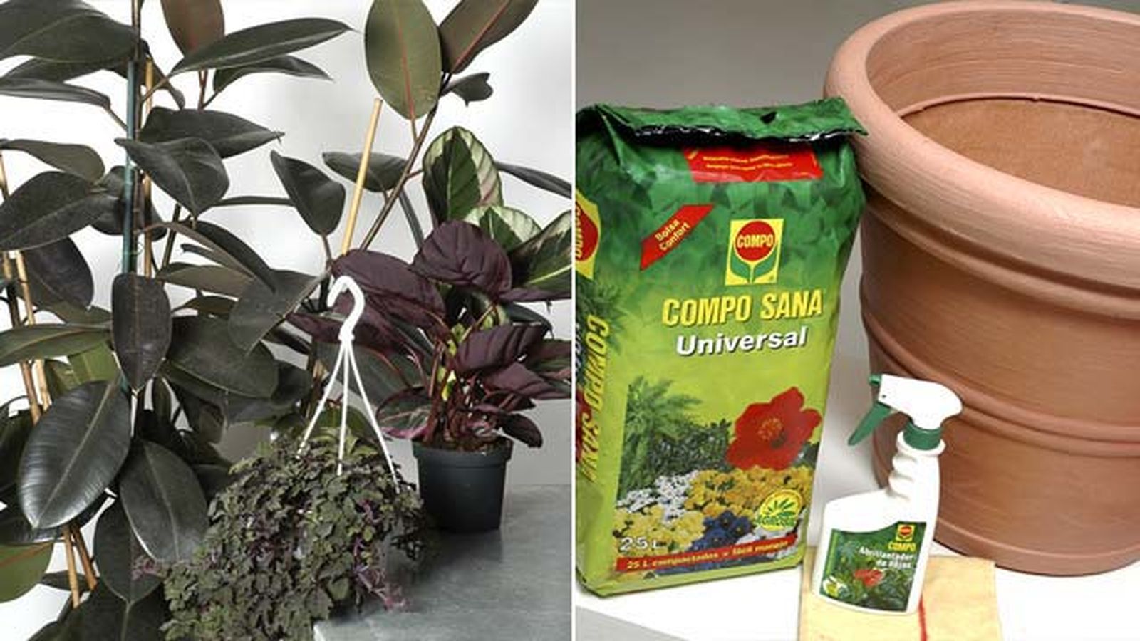composicion con ficus robusta calatheas mikanias deco jardin 115 composicion con ficus robusta calatheas mikanias deco jardin 115