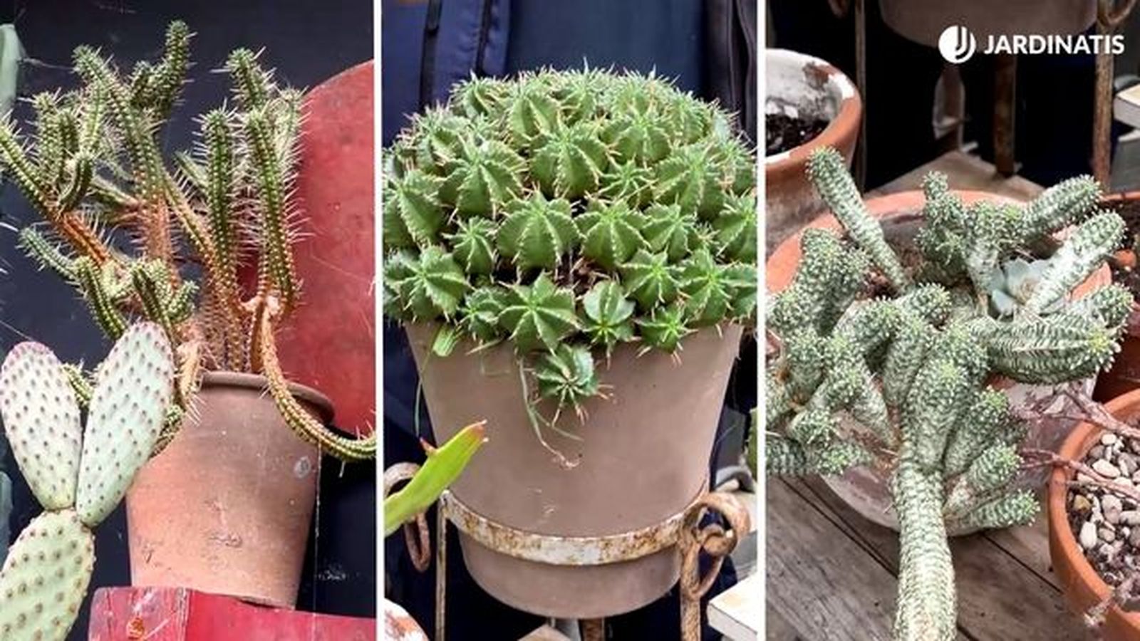 variedad plantas genero euphorbias jardinatis 23 34 variedad plantas genero euphorbias jardinatis 23 34