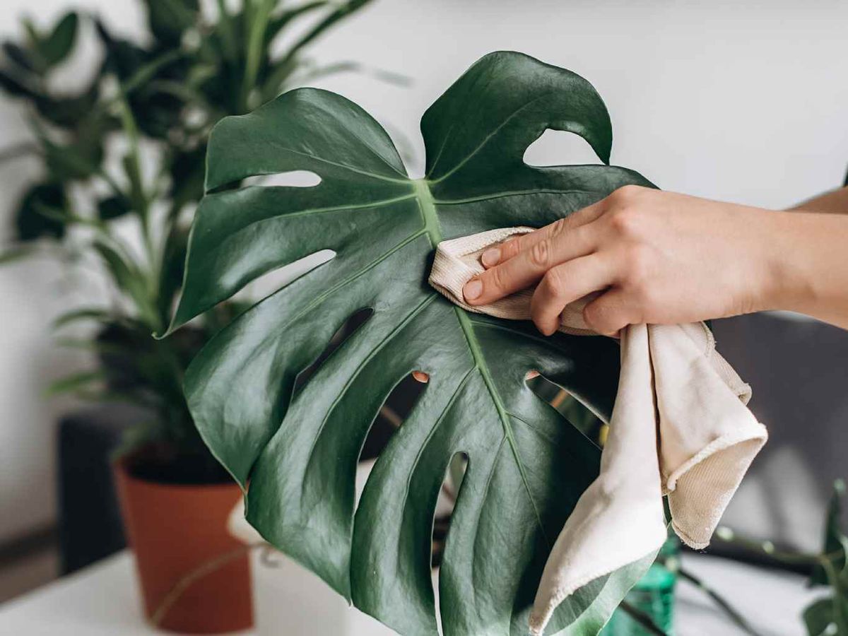 Limpiar hoja de la Costilla de Adán.