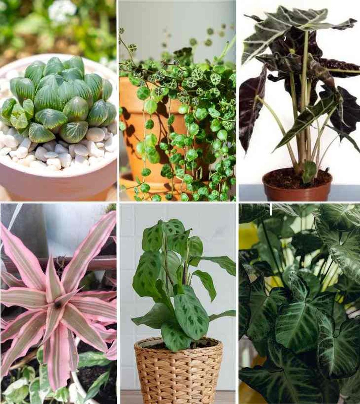 plantas exoticas haworthia cooperi peperomia prostrata alocasia polly cryptanthus bivittatus maranta leuconeura kerchoveana syng
