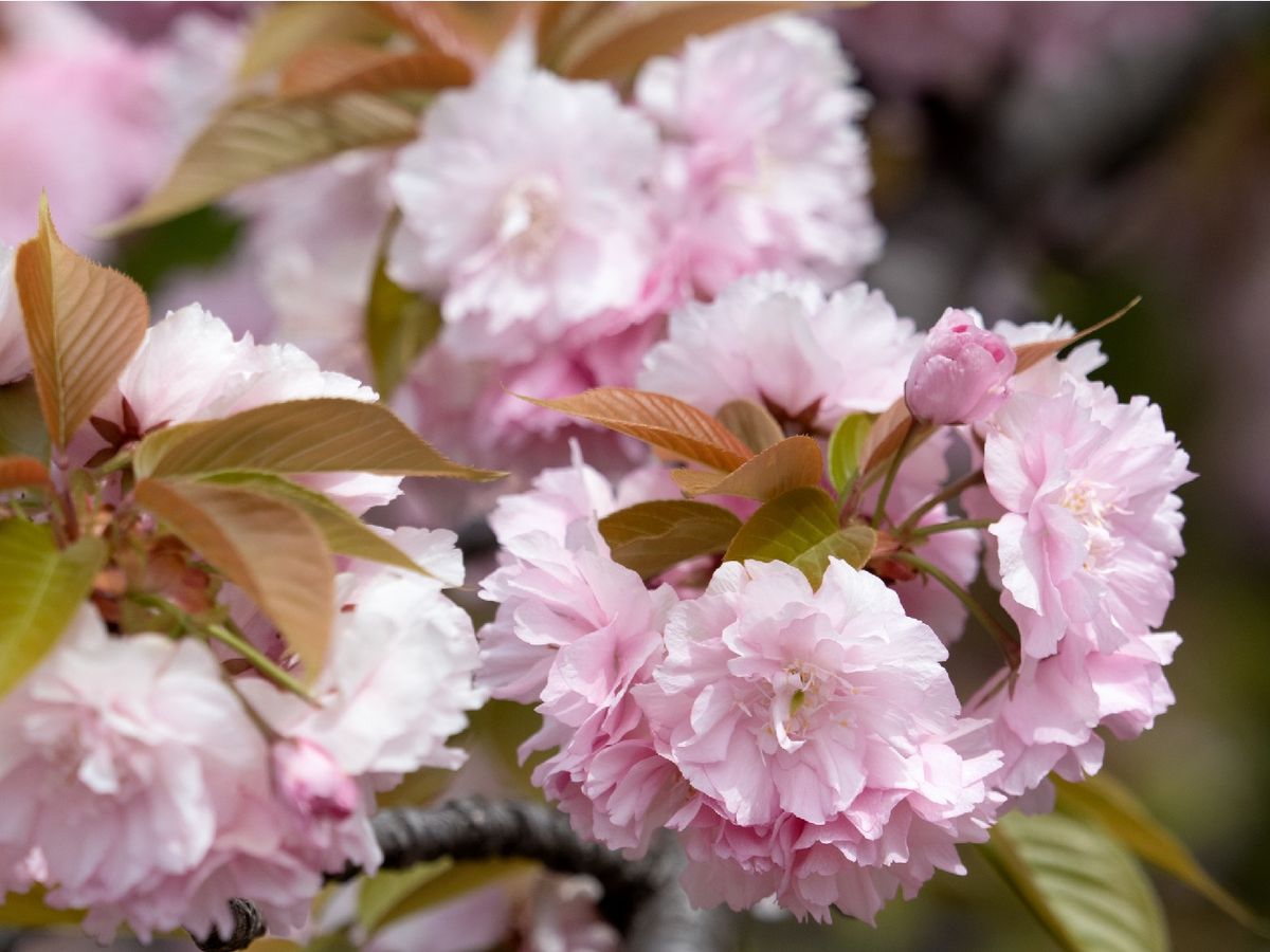 Esta variedad se asocia a la felicidad y la buena suerte