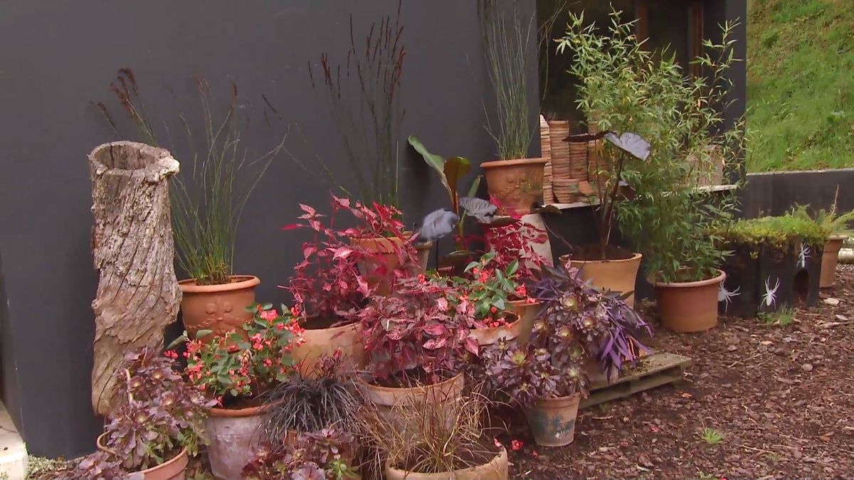 deco 0656 composicion fucsia iresine xl