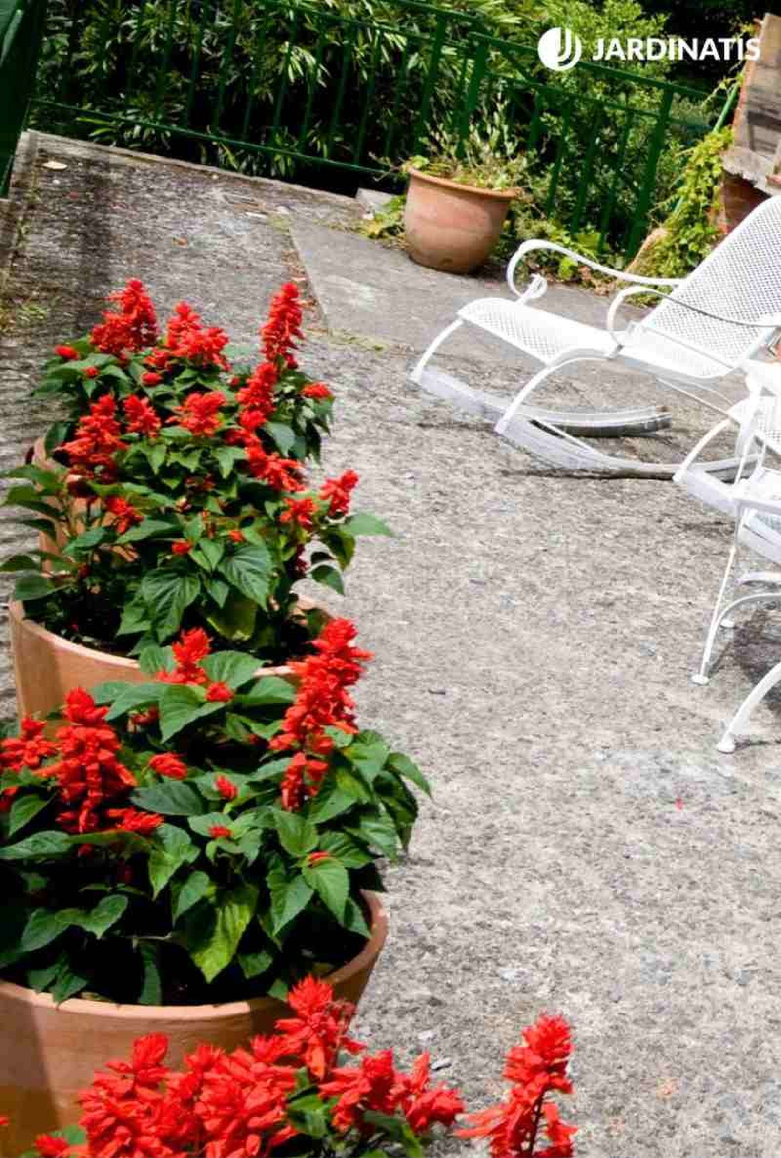 Salvia splendens Salvia splendens