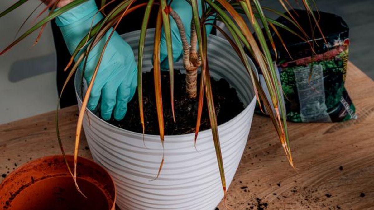 como trasplantar una planta en maceta