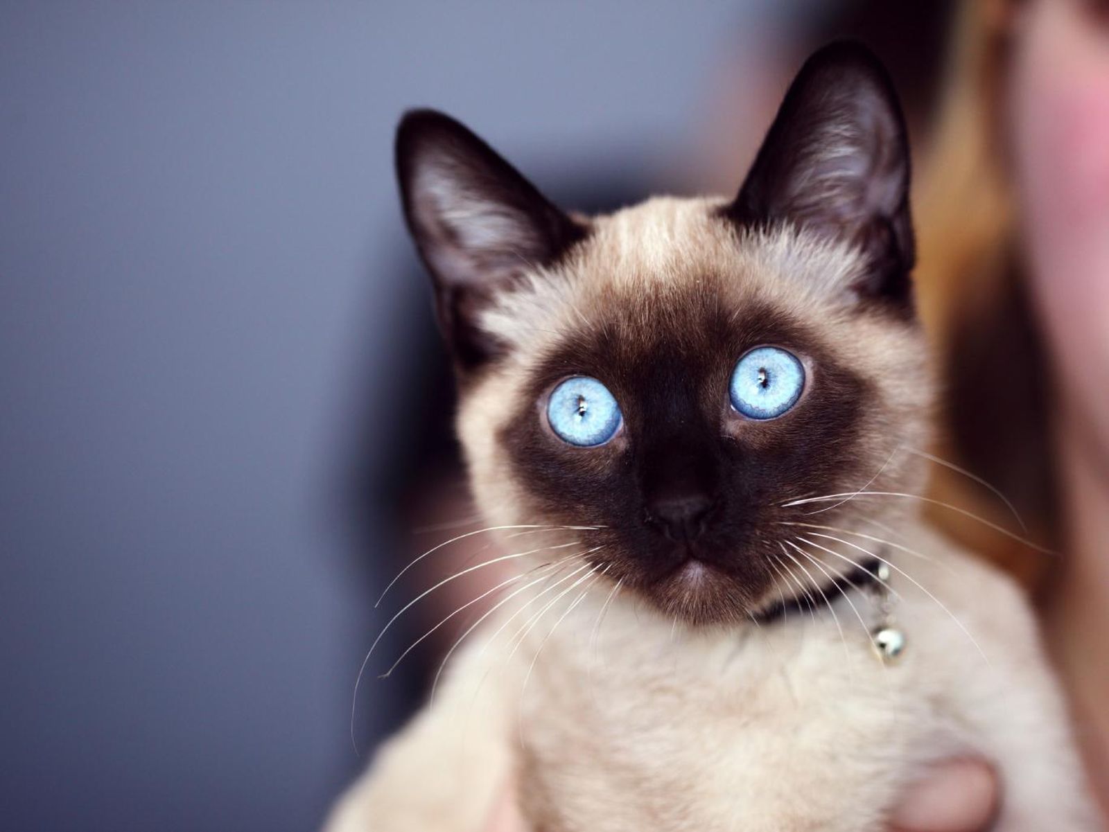 Cría de gato siamés con ojos azules. Cría de gato siamés con ojos azules.