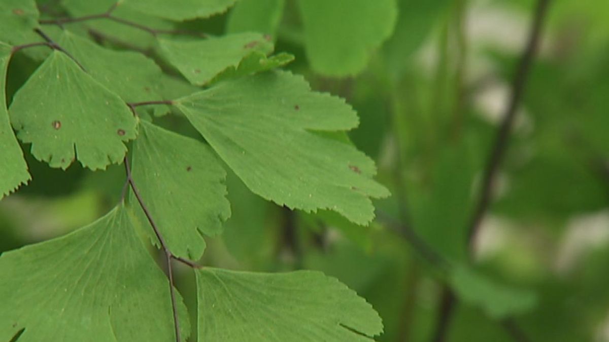 deco 413 cuidados helechos interior culantrillo