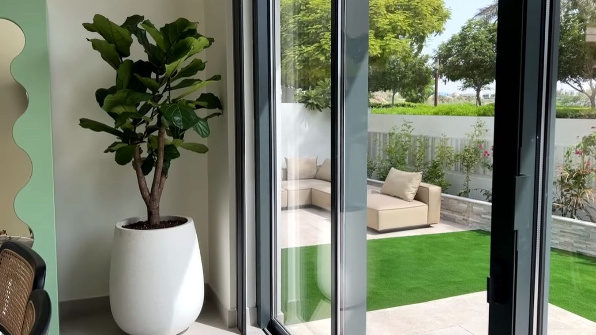 ficus lyrata alexandra pereira