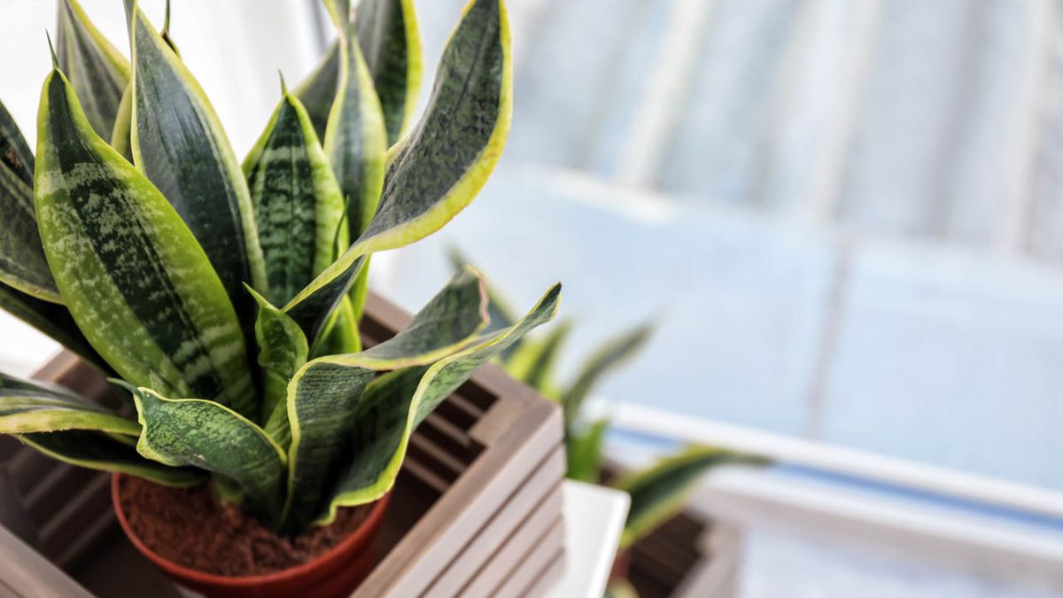 plantas para interiores poca luz xl