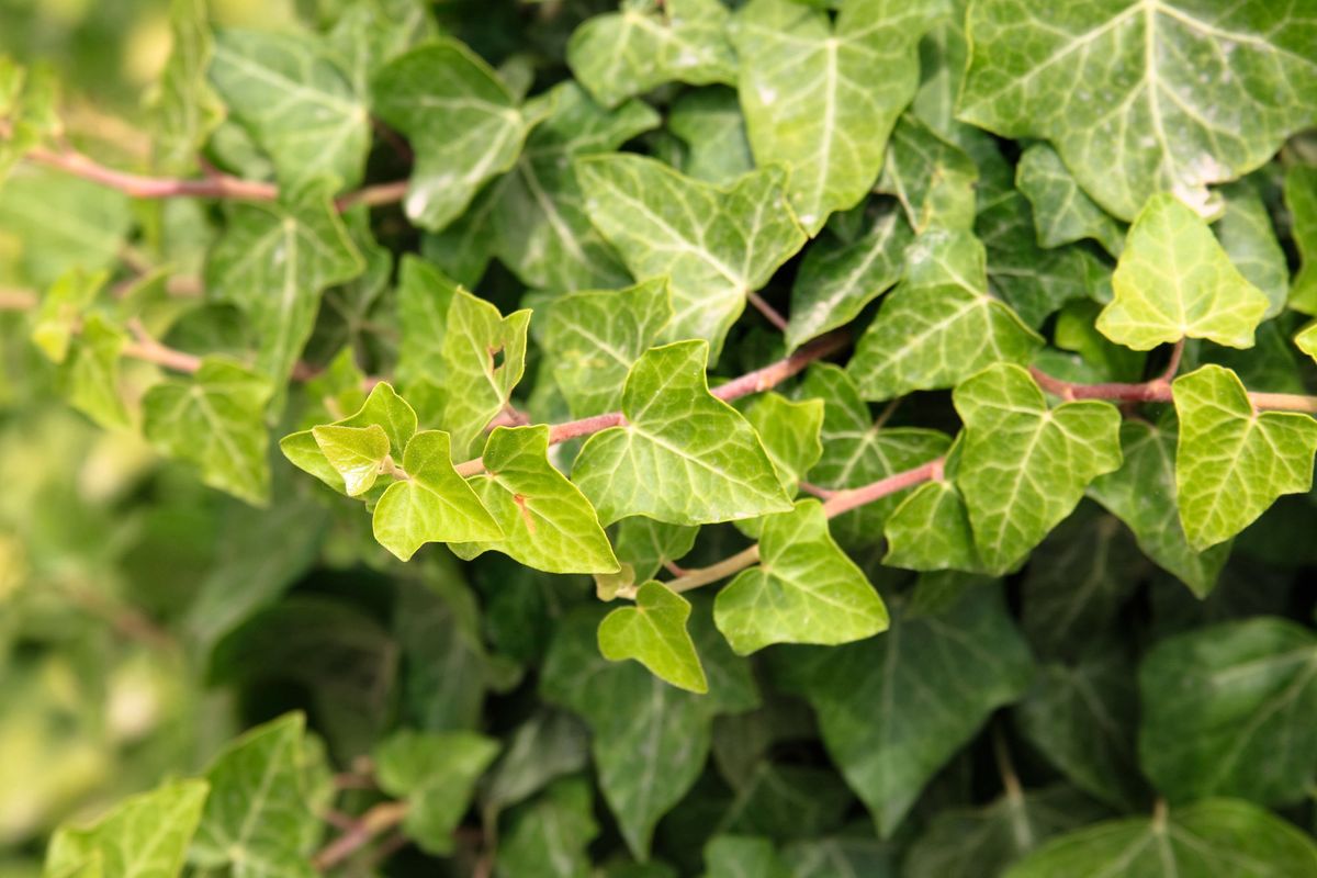 Reproducción y crecimiento de las hiedras