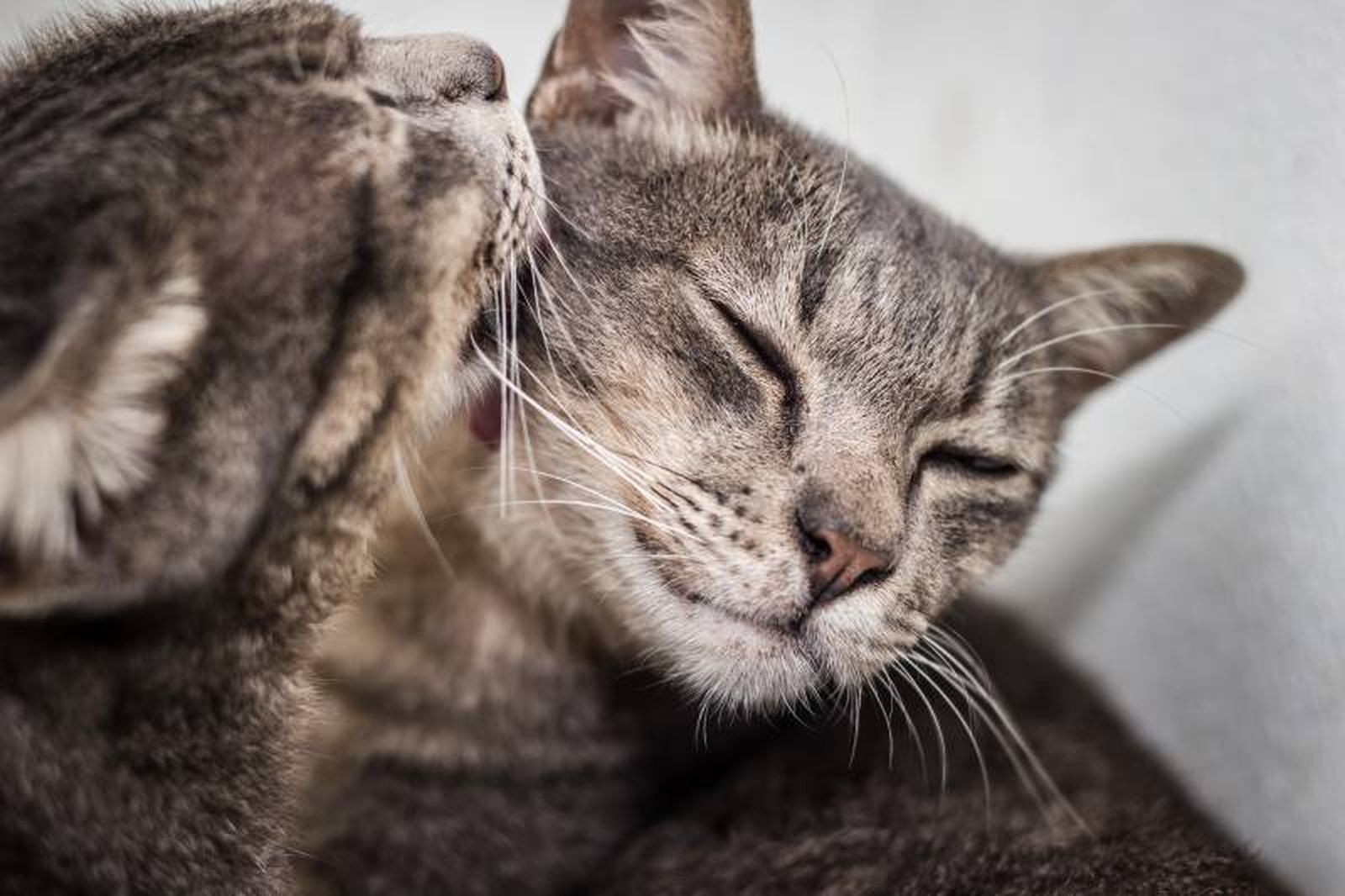El popular lamido entre gatos (allo-grooming) es en realidad una forma de socializarse. El popular lamido entre gatos (allo-grooming) es en realidad una forma de socializarse.