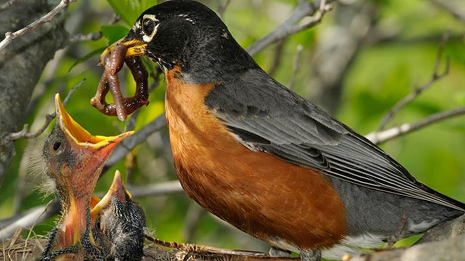 que hacer si encuentras polluelo huerfano 6 alimentando crias que hacer si encuentras polluelo huerfano 6 alimentando crias