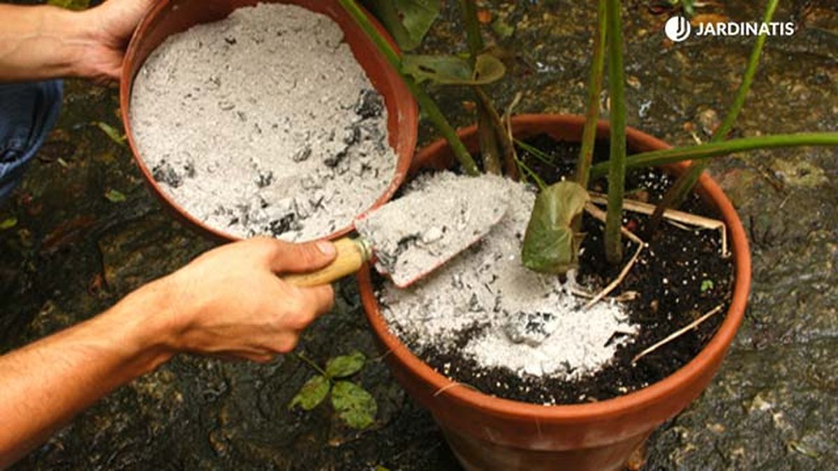 Ceniza sobre la planta