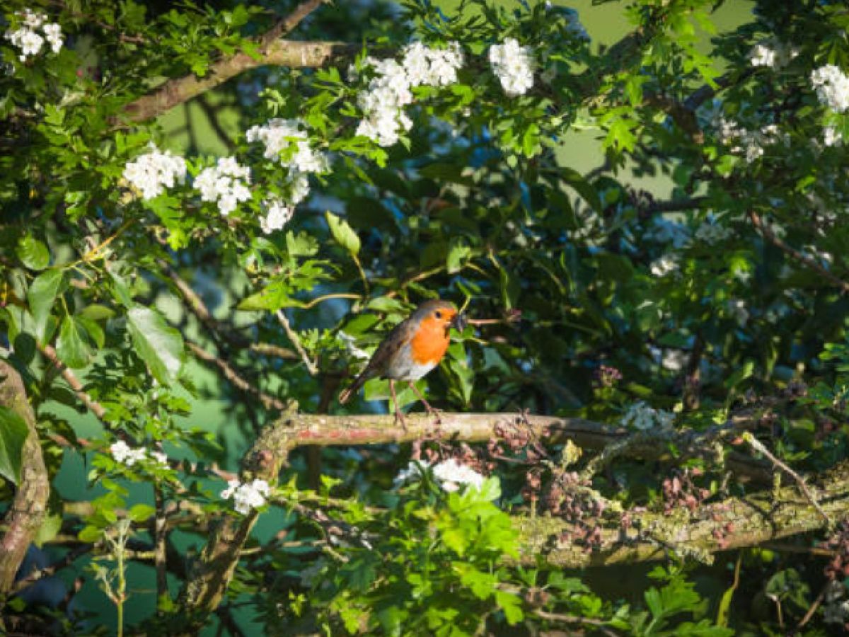 Un petirrojo sobre un árbol espino
