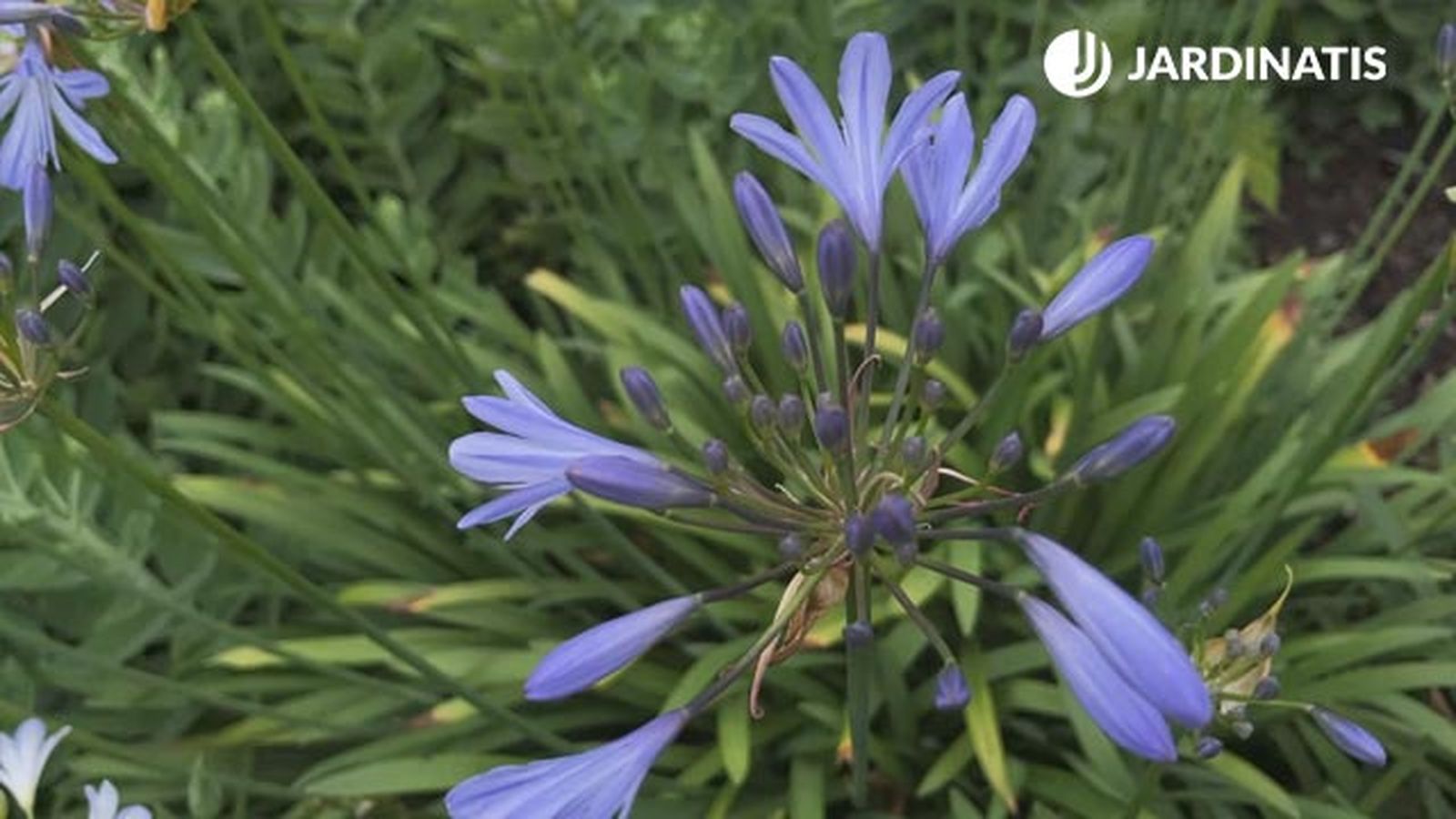 variedad peter pan agapanthus jardinatis variedad peter pan agapanthus jardinatis