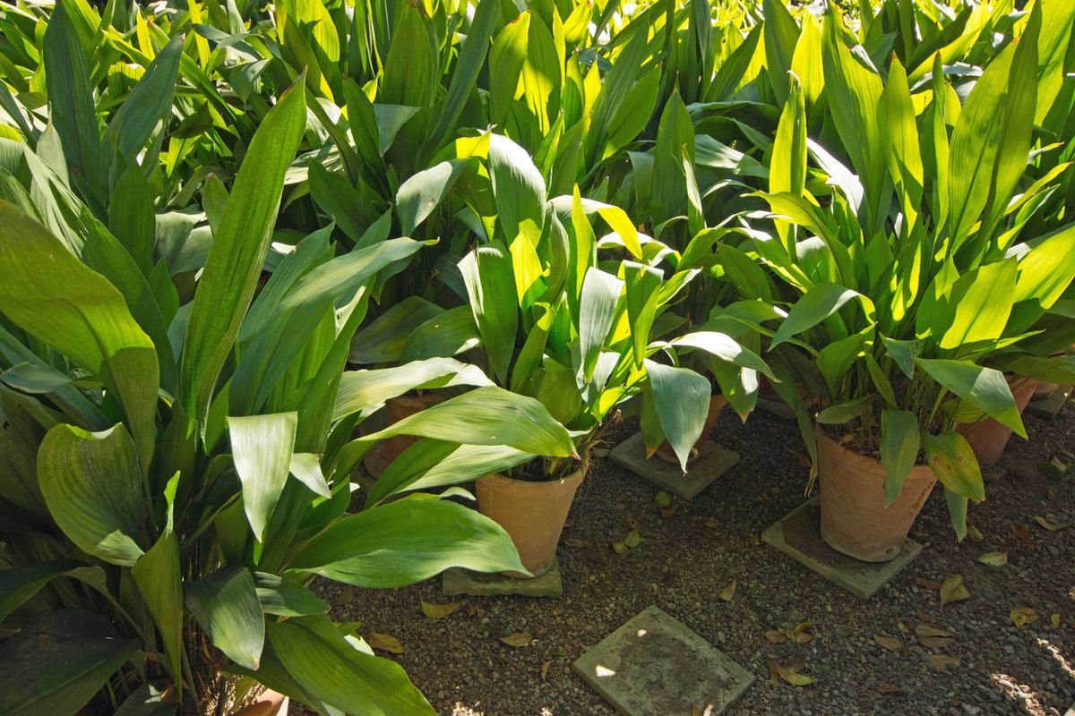 planta aspidistra