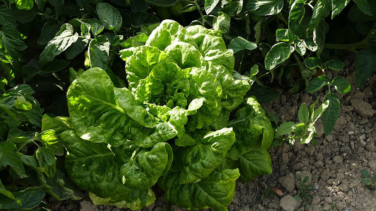 La lechuga no necesita luz solar directa