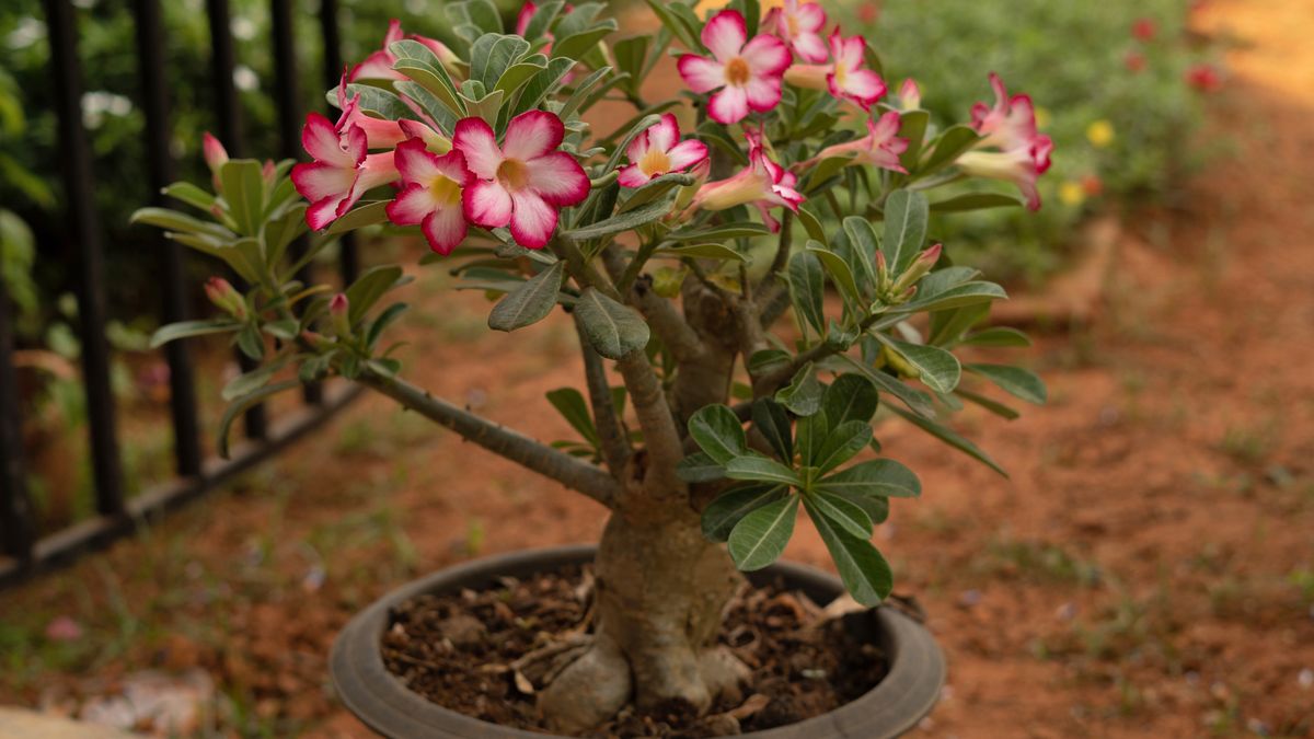 La rosa del desierto, es una suculenta con flores de un vibrante color rosa