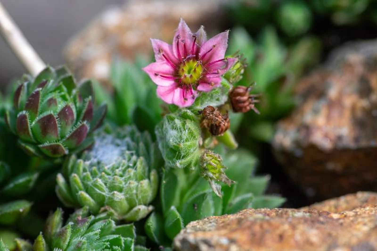 Flor de la Sempervivum arachnoideum Flor de la Sempervivum arachnoideum