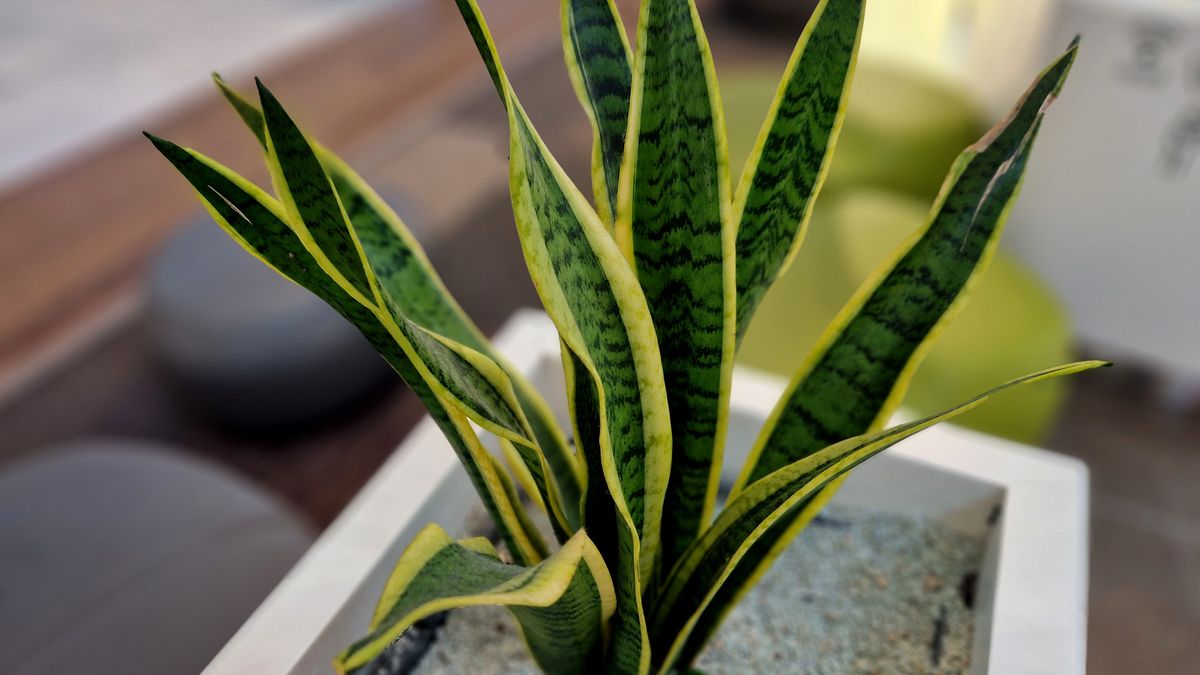 La sansevieria es una opción ideal para las zonas de la cocina donde hay más gases