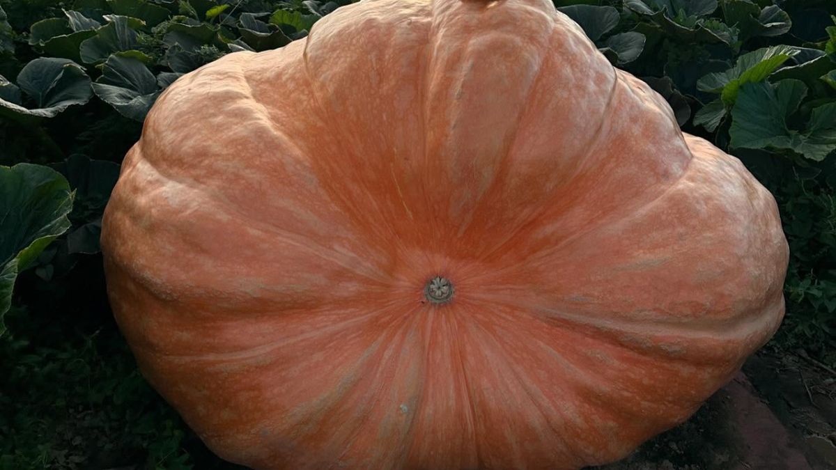 Una calabaza Atlantic Giant en pleno desarrollo, capaz de ganar hasta 25 kilos por día durante las semanas clave de crecimiento.